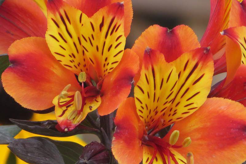 Alstroemeria 'Indian Summer' (Peruvian Lily)